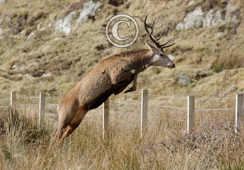 Red Stag Leaping Fence  Jura  1   2010